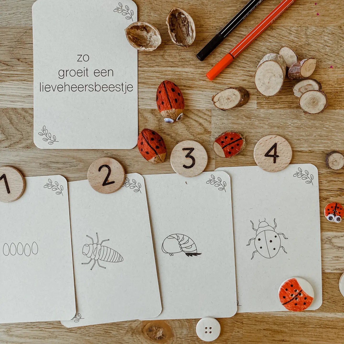 Wildebras | Flashcards | Levensloop | Lieveheersbeestje