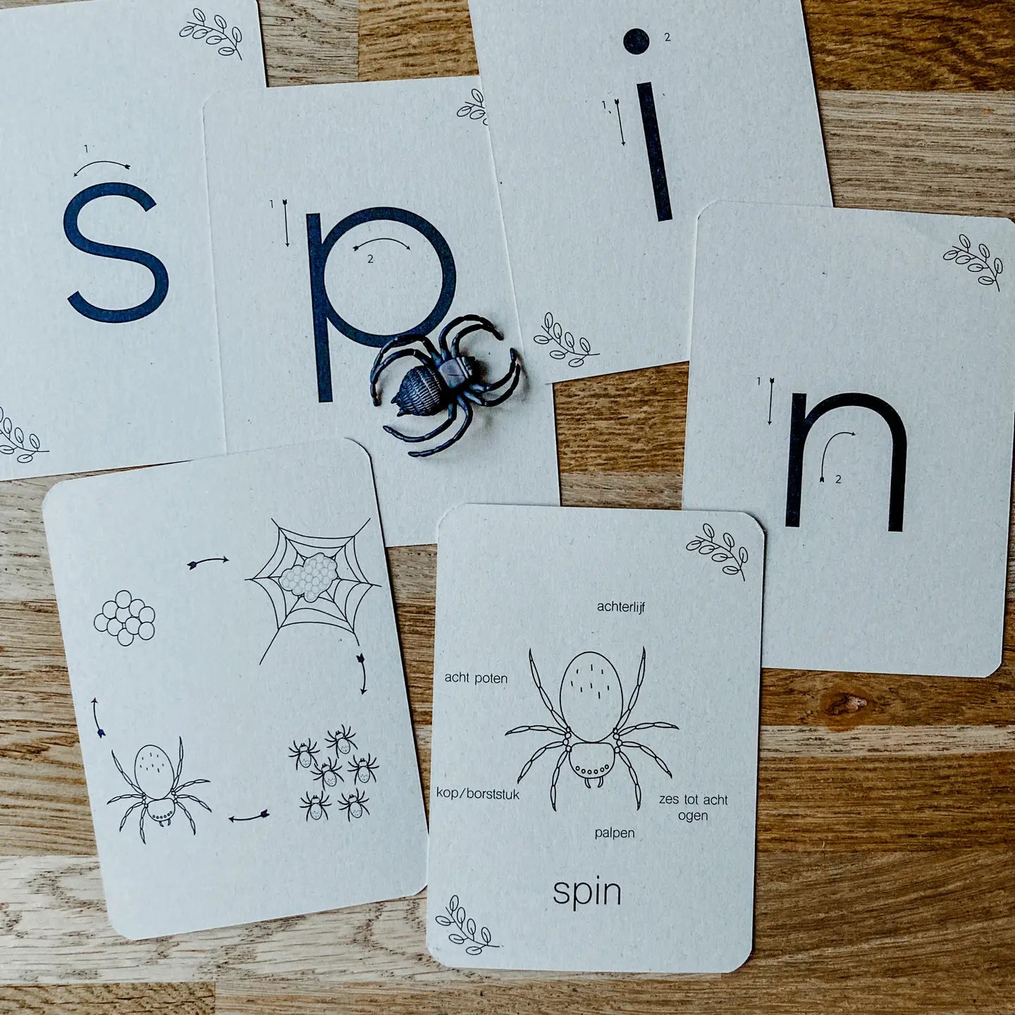 Wildebras | Flashcards | Levensloop | Spin