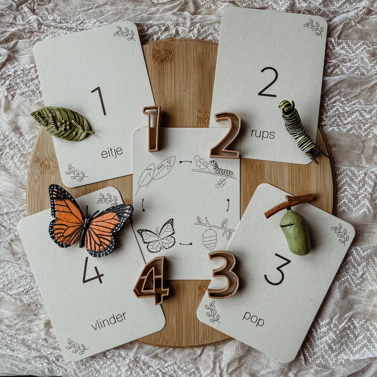Wildebras | Flashcards | Levensloop | Vlinder