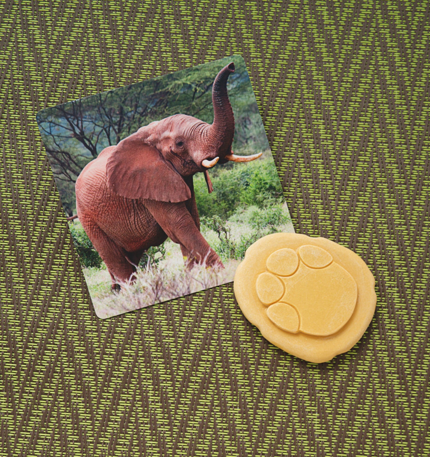 Yellow Door | Let's Investigate | Voetafdrukken | Safaridieren