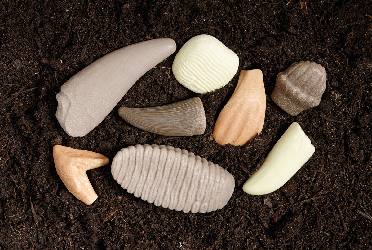 Prehistorische tanden - Ontdekset | Yellow Door