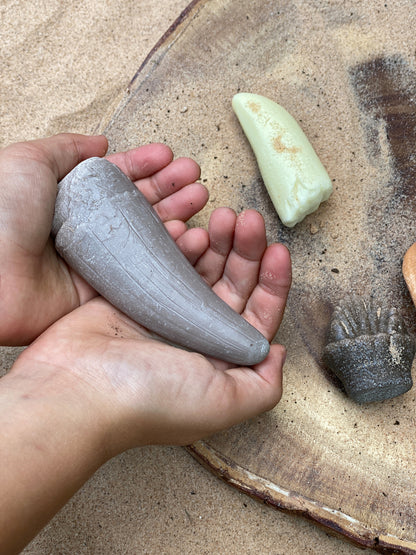 Prehistorische tanden - Ontdekset | Yellow Door