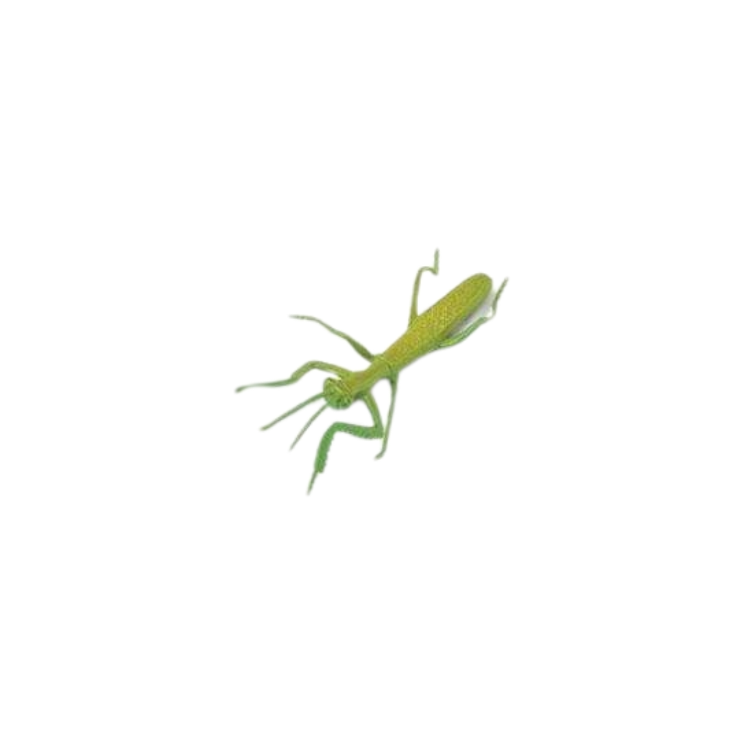 Losse insecten | Safari LTD