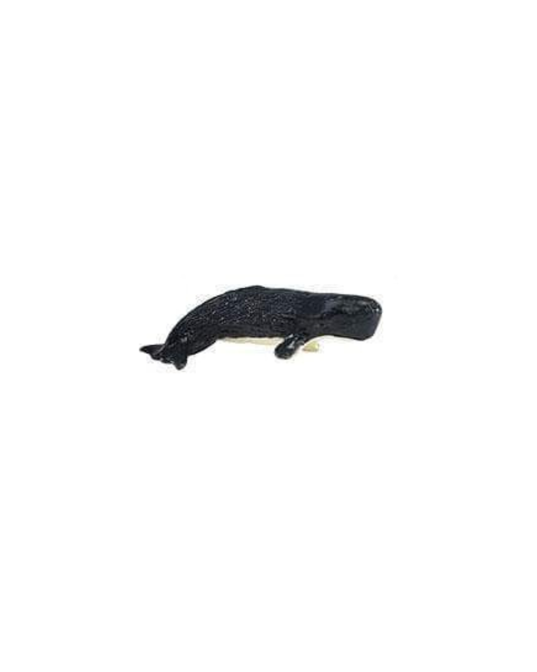 Losse zeedieren | Safari LTD