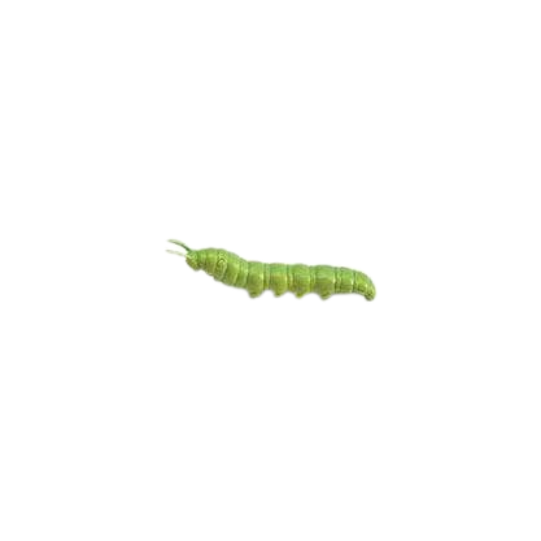 Losse insecten | Safari LTD