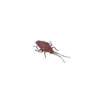 Losse insecten | Safari LTD