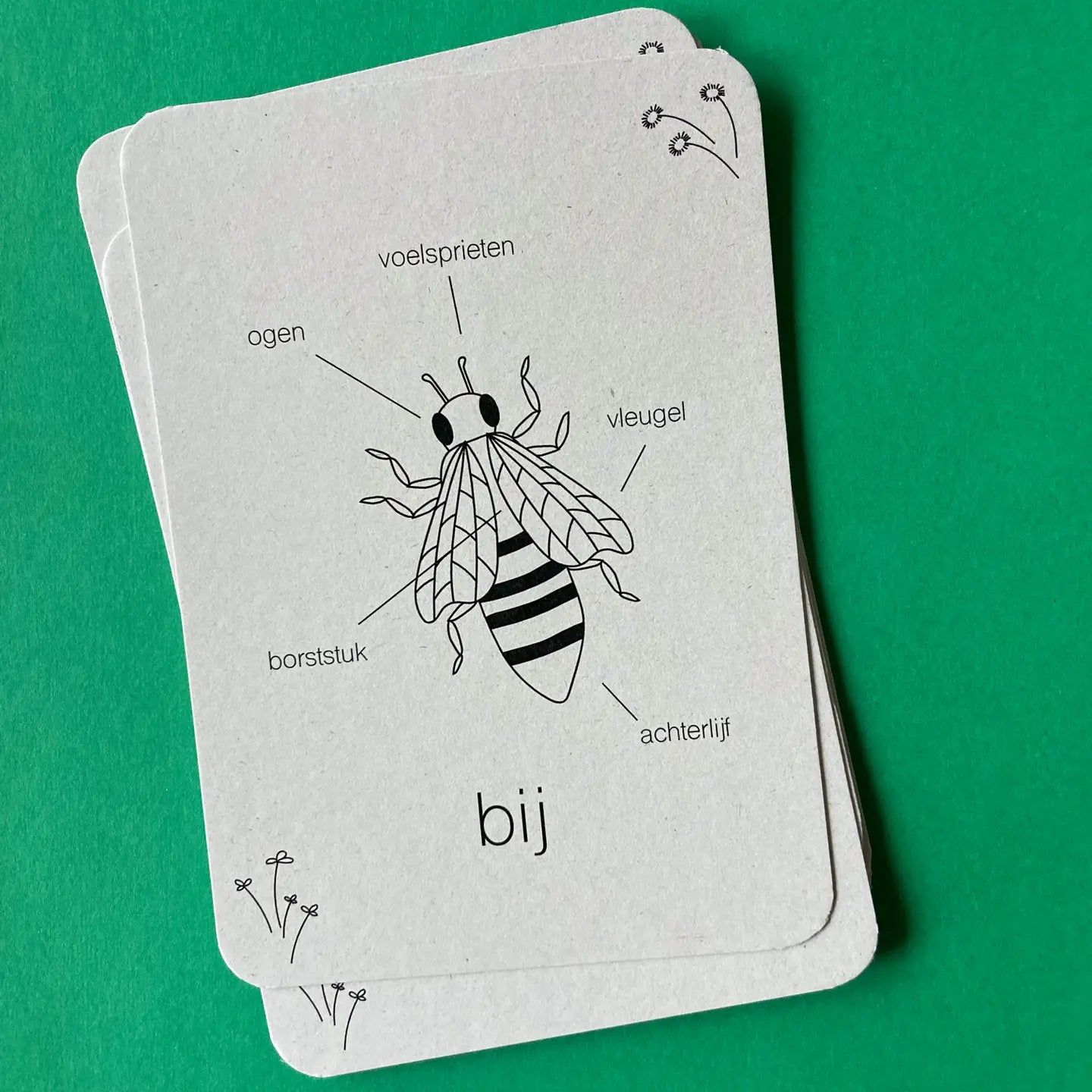 Wildebras | Flashcards | Levensloop | Bij