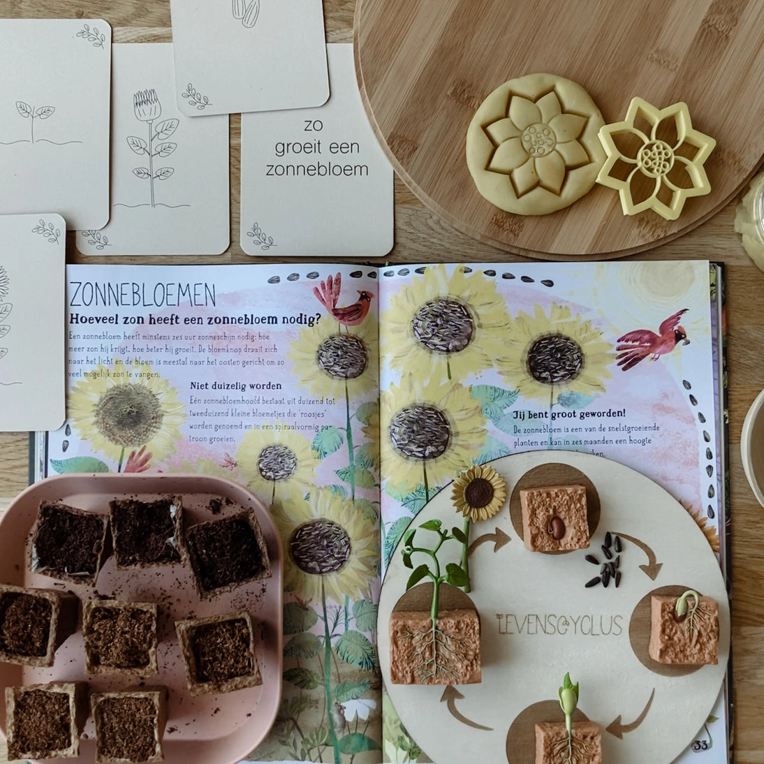 Wildebras | Flashcards | Levensloop | Set | Bij - Zonnebloem - Paardenbloem - Lieveheersbeestje