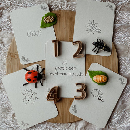 Wildebras | Flashcards | Levensloop | Set | Bij - Zonnebloem - Paardenbloem - Lieveheersbeestje
