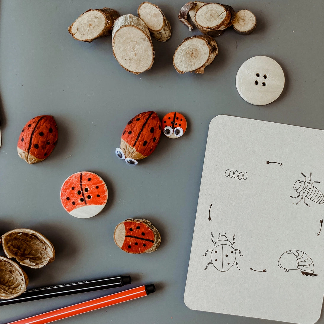 Wildebras | Flashcards | Levensloop | Set | Bij - Zonnebloem - Paardenbloem - Lieveheersbeestje