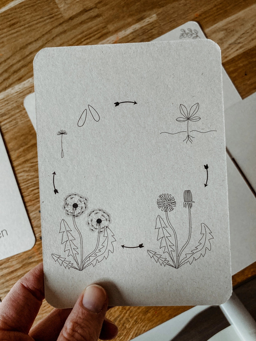 Wildebras | Flashcards | Levensloop | Set | Bij - Zonnebloem - Paardenbloem - Lieveheersbeestje