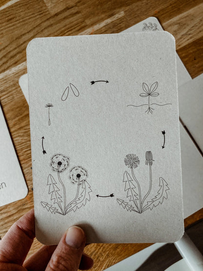 Wildebras | Flashcards | Levensloop | Set | Bij - Zonnebloem - Paardenbloem - Lieveheersbeestje