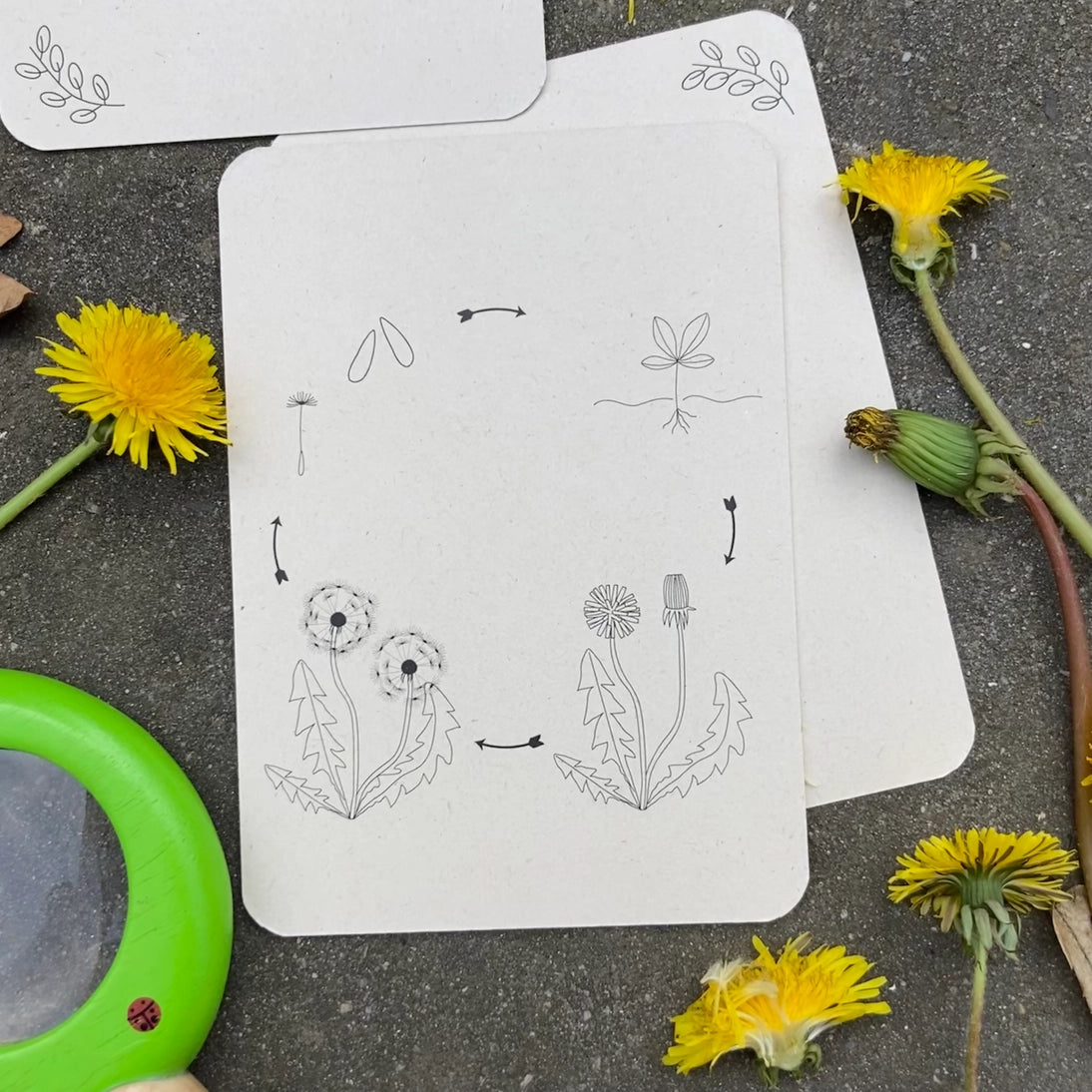 Wildebras | Flashcards | Levensloop | Set | Bij - Zonnebloem - Paardenbloem - Lieveheersbeestje