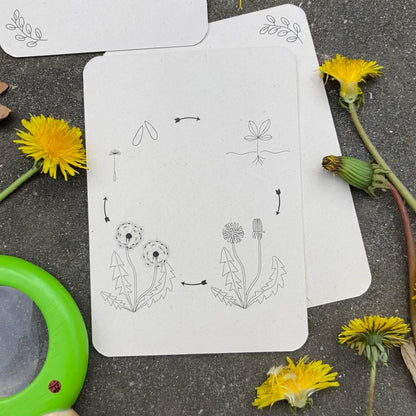 Wildebras | Flashcards | Levensloop | Set | Bij - Zonnebloem - Paardenbloem - Lieveheersbeestje