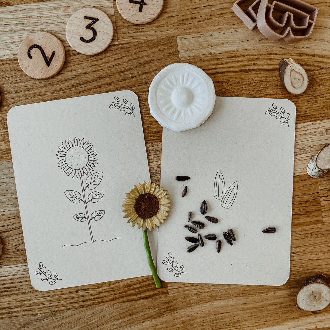 Wildebras | Flashcards | Levensloop | Set | Bij - Zonnebloem - Paardenbloem - Lieveheersbeestje