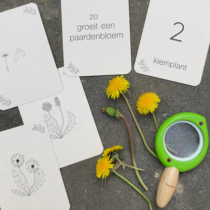 Wildebras | Flashcards | Levensloop | Set | Bij - Zonnebloem - Paardenbloem - Lieveheersbeestje