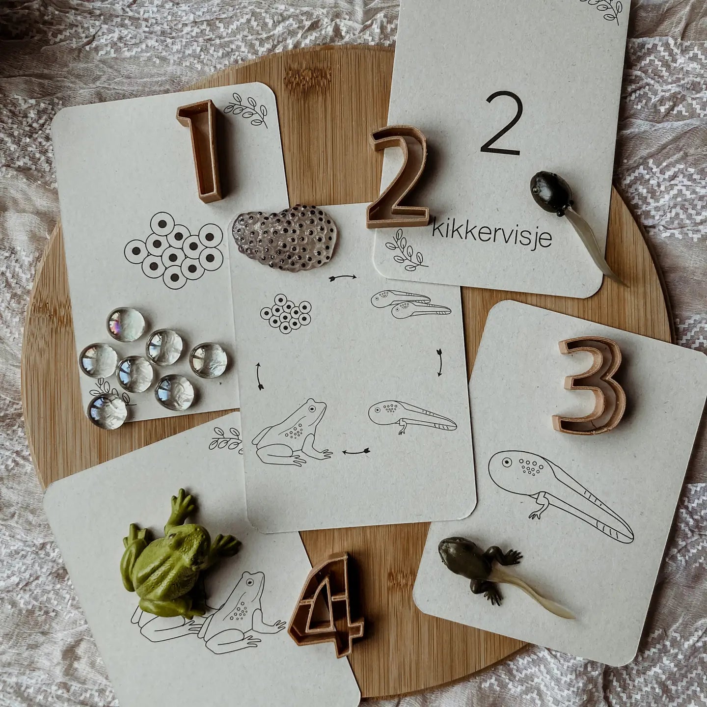 Wildebras | Flashcards | Levensloop | Kikker