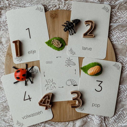 Wildebras | Flashcards | Levensloop | Lieveheersbeestje