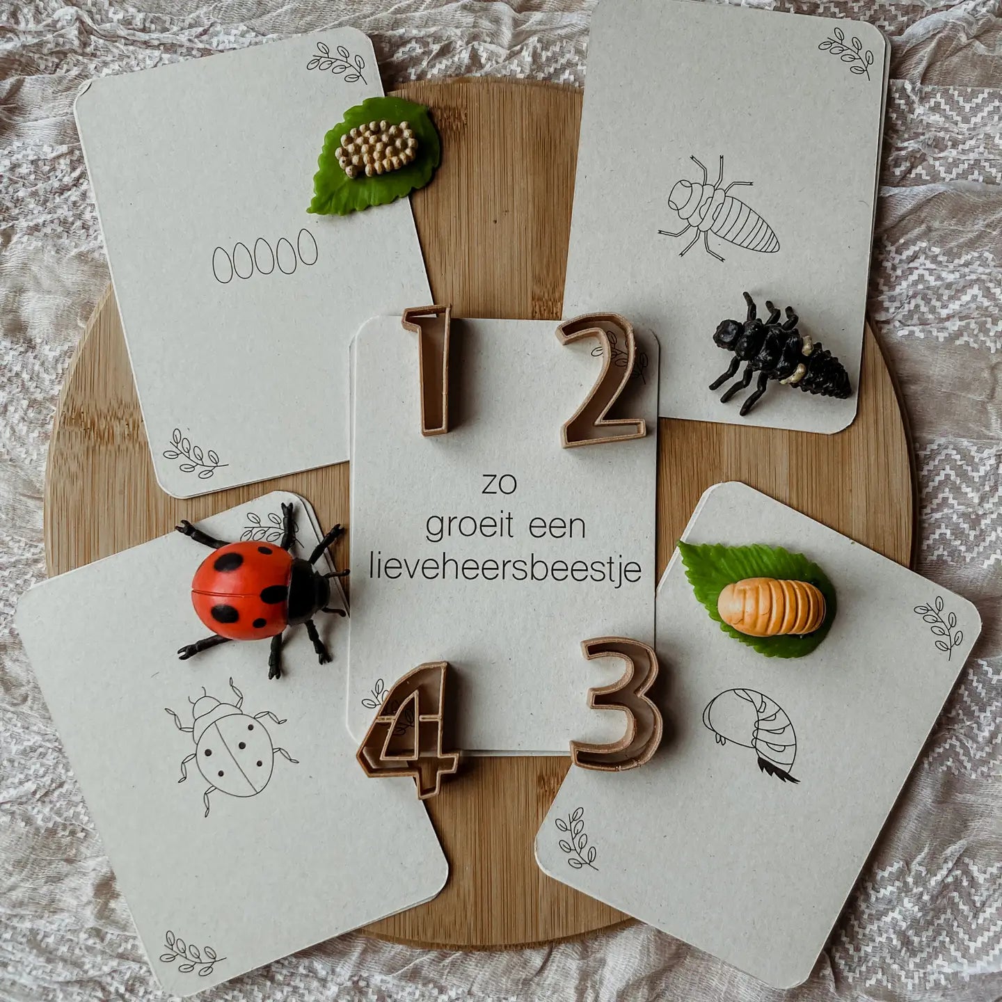Wildebras | Flashcards | Levensloop | Lieveheersbeestje