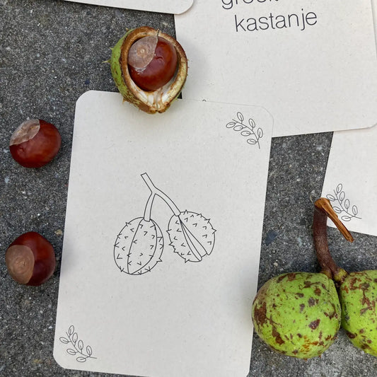Wildebras | Flashcards | Levensloop | Set | Pompoen - Kastanje - Eikel - Paddestoel