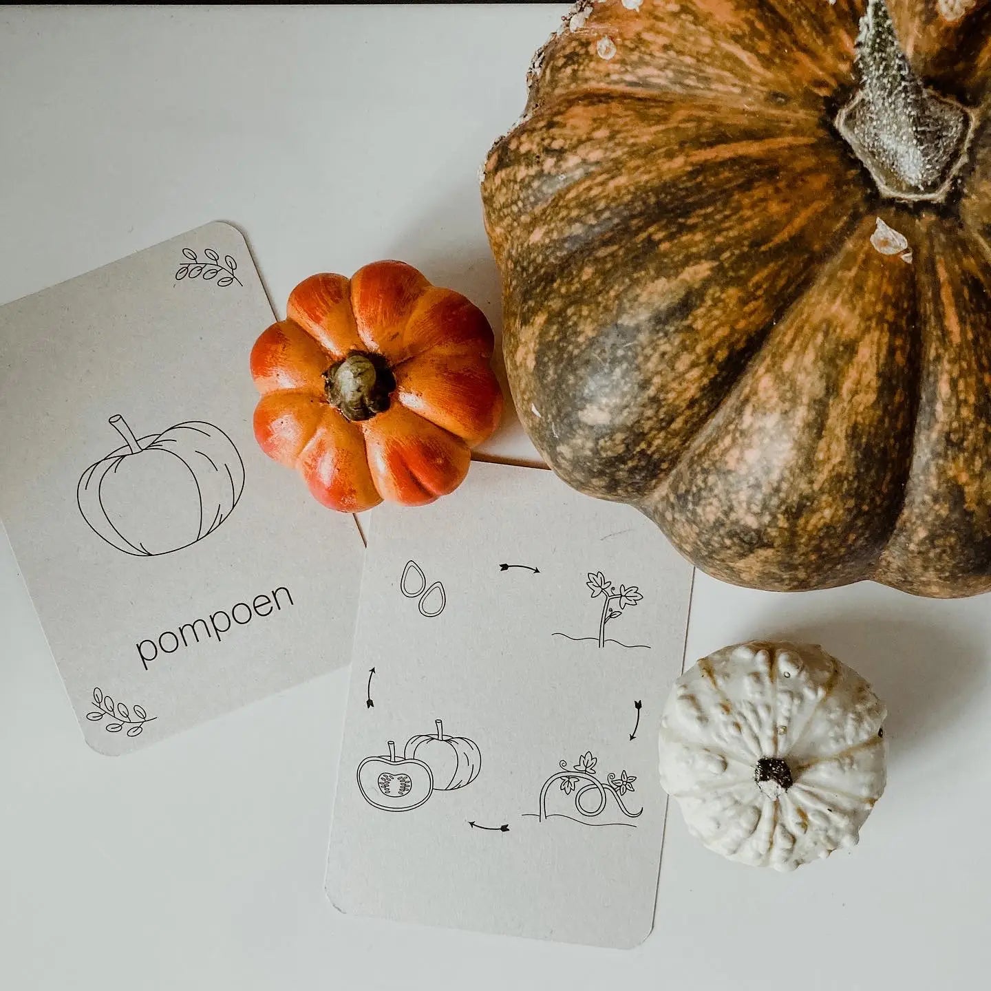 Wildebras | Flashcards | Levensloop | Set | Pompoen - Kastanje - Eikel - Paddestoel