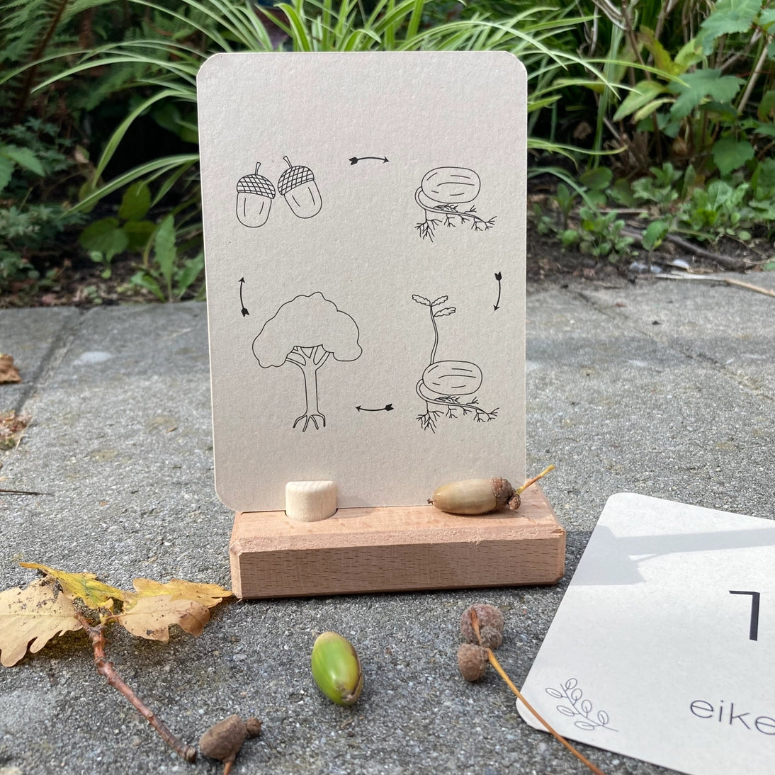 Wildebras | Flashcards | Levensloop | Set | Pompoen - Kastanje - Eikel - Paddestoel