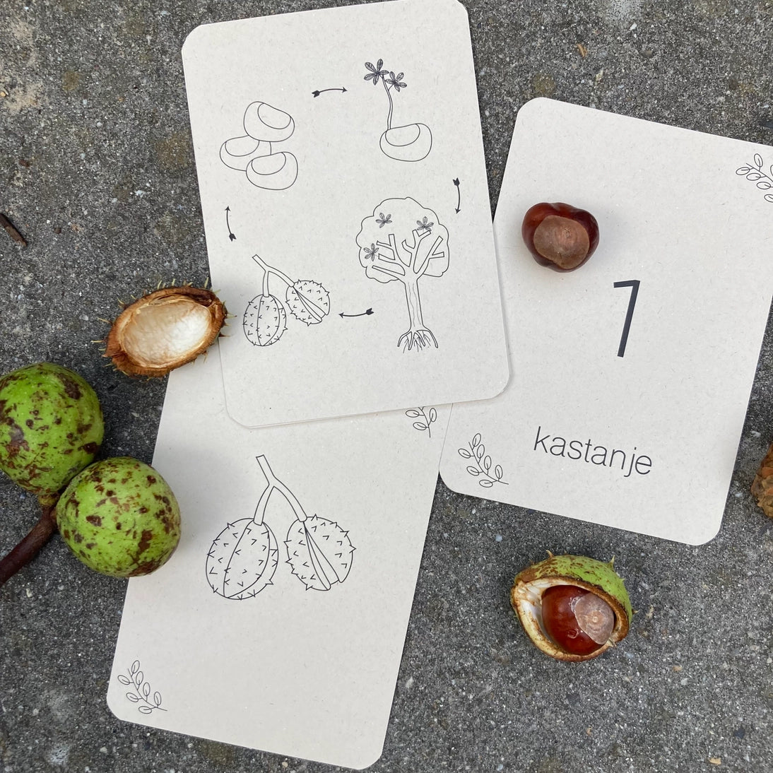 Wildebras | Flashcards | Levensloop | Set | Pompoen - Kastanje - Eikel - Paddestoel