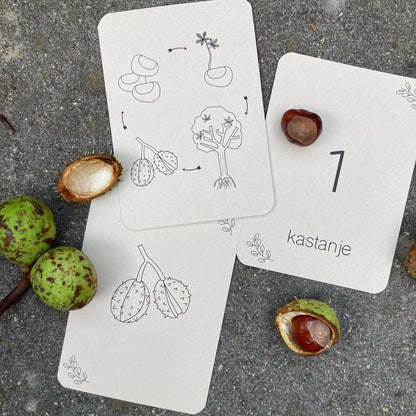 Wildebras | Flashcards | Levensloop | Set | Pompoen - Kastanje - Eikel - Paddestoel