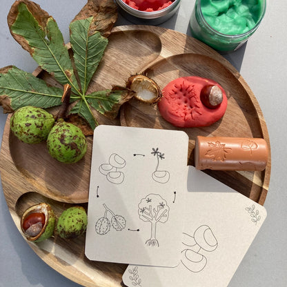 Wildebras | Flashcards | Levensloop | Set | Pompoen - Kastanje - Eikel - Paddestoel
