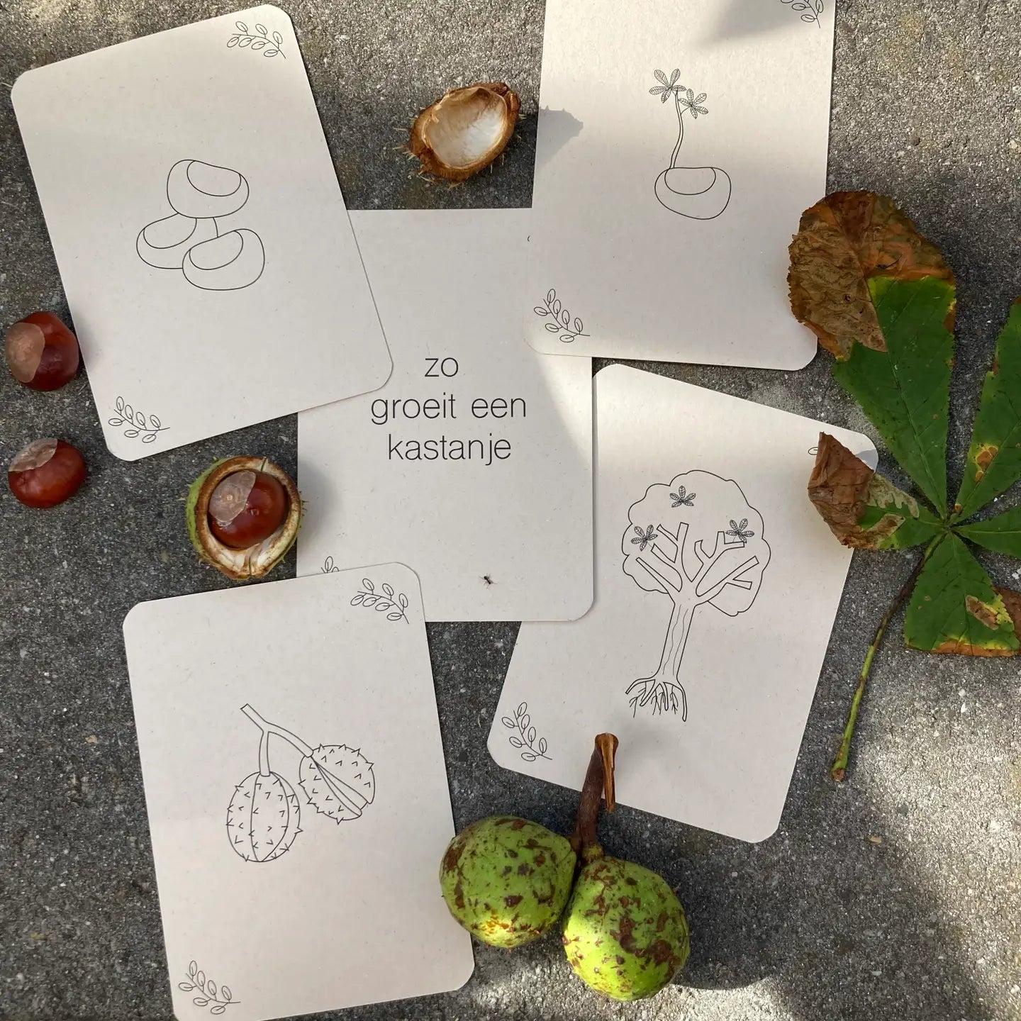 Wildebras | Flashcards | Levensloop | Set | Pompoen - Kastanje - Eikel - Paddestoel