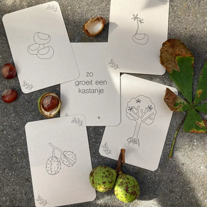 Wildebras | Flashcards | Levensloop | Set | Pompoen - Kastanje - Eikel - Paddestoel