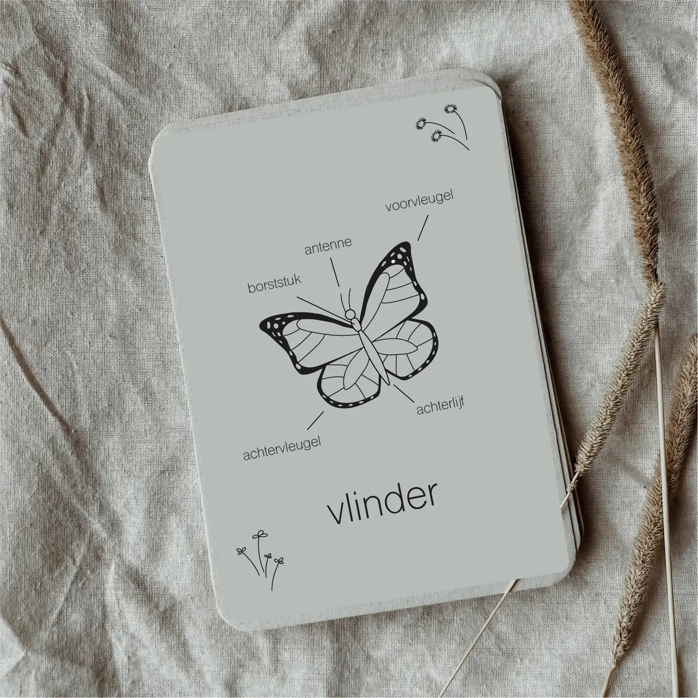 Wildebras | Flashcards | Levensloop | Vlinder