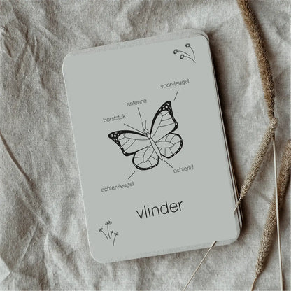 Wildebras | Flashcards | Levensloop | Vlinder