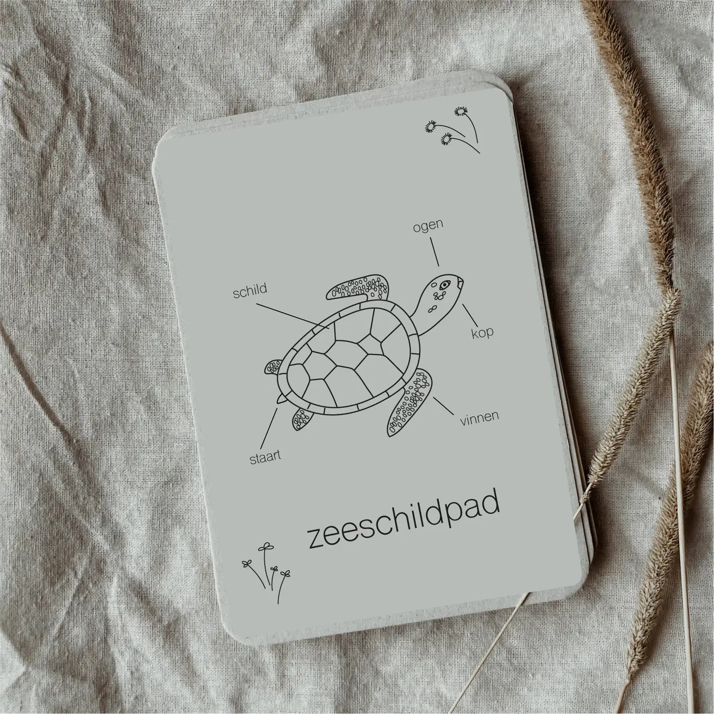 Wildebras | Flashcards | Levensloop | Zeeschildpad