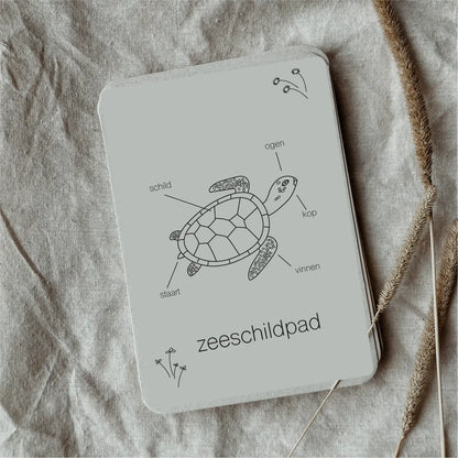 Wildebras | Flashcards | Levensloop | Zeeschildpad