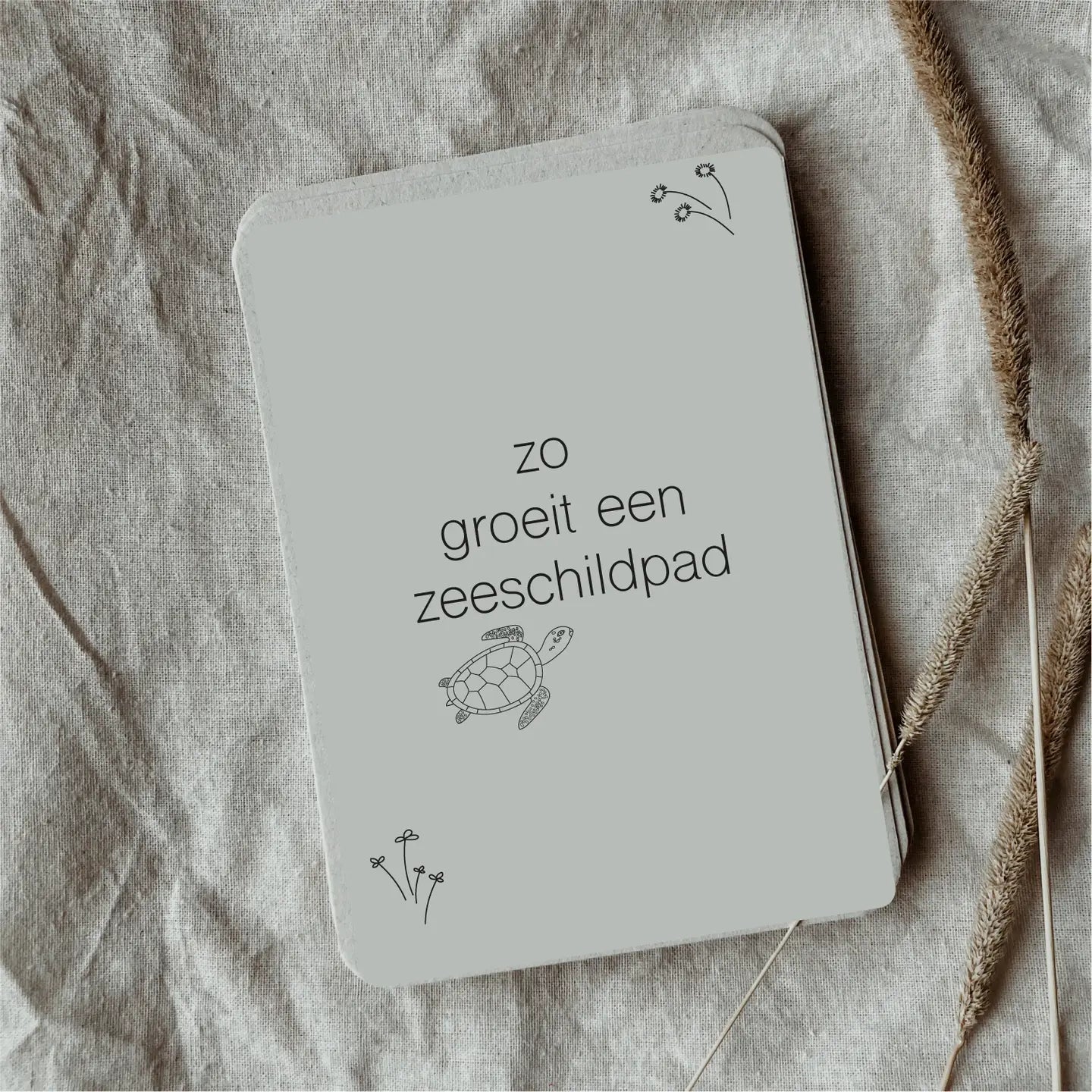 Wildebras | Flashcards | Levensloop | Zeeschildpad