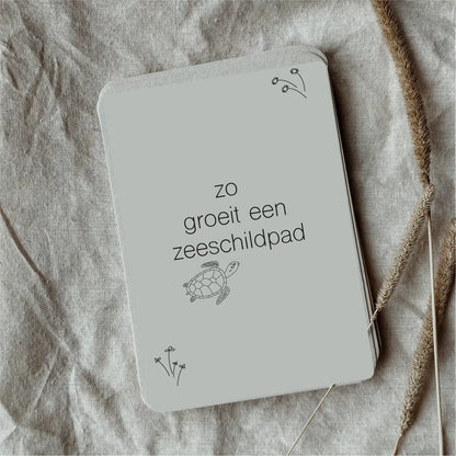 Wildebras | Flashcards | Levensloop | Zeeschildpad