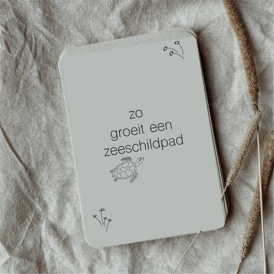 Wildebras | Flashcards | Levensloop | Zeeschildpad