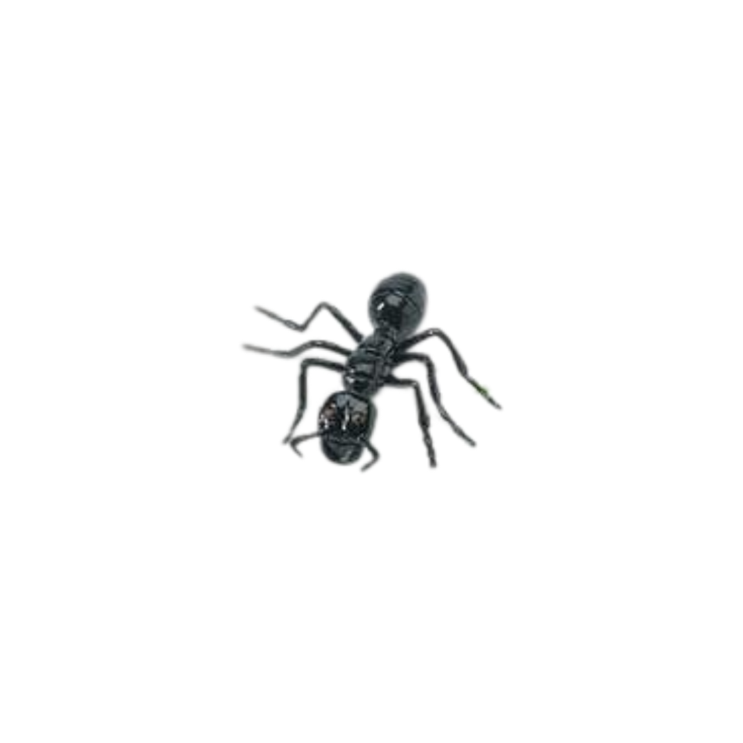 Losse insecten | Safari LTD