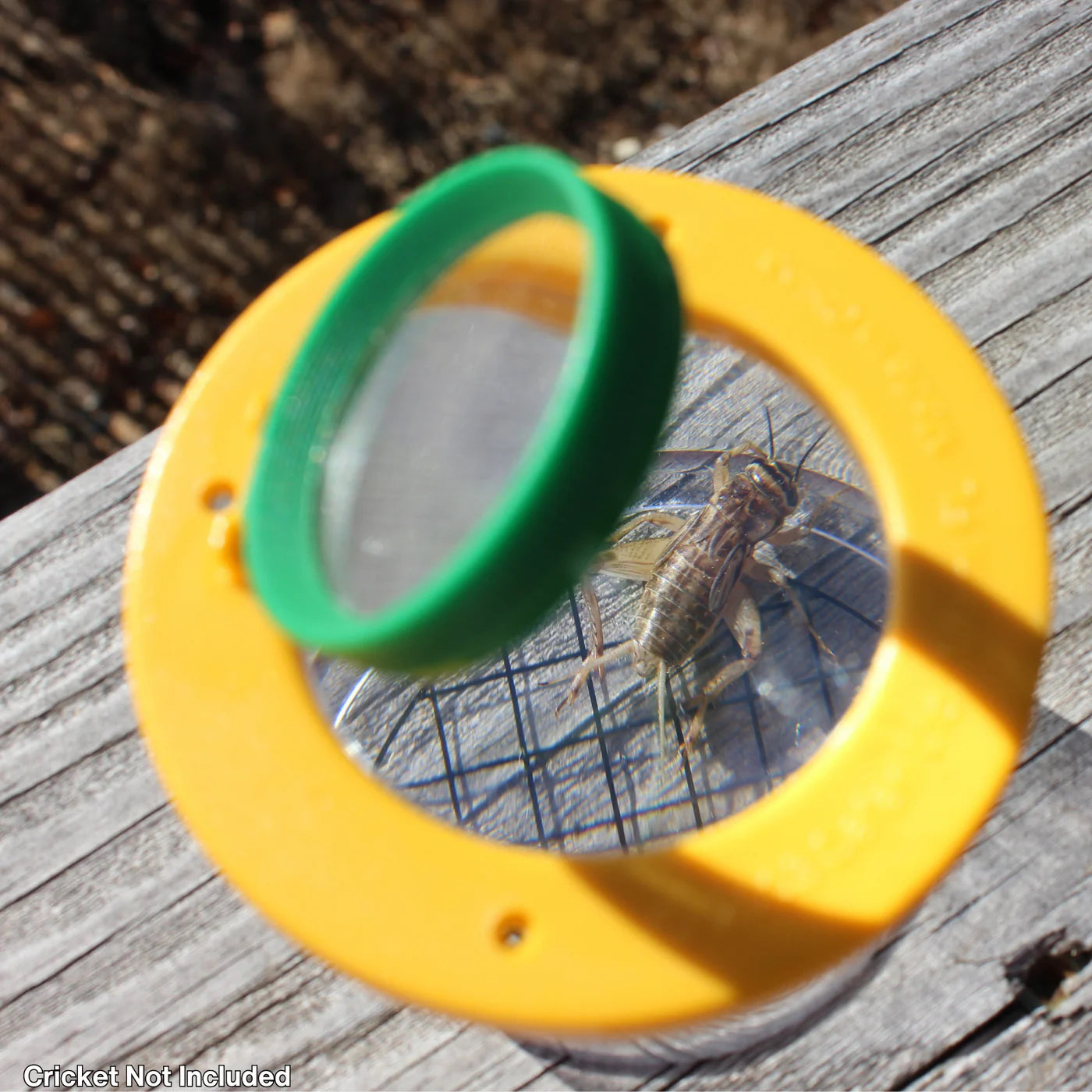 Safari LTD® | Insectenpot