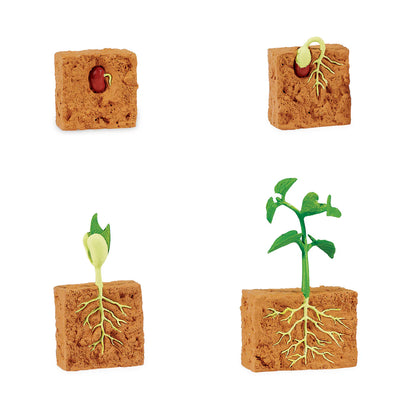 Safari LTD® | Levensloop | Groene Bonen Plant