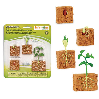 Safari LTD® | Levensloop | Groene Bonen Plant