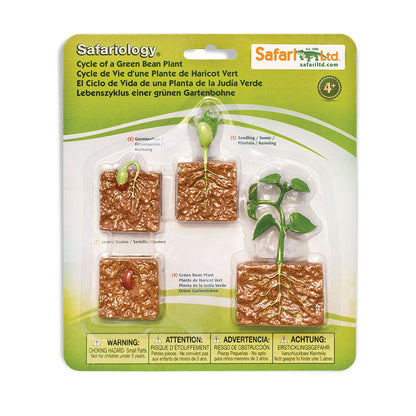 Safari LTD® | Levensloop | Groene Bonen Plant