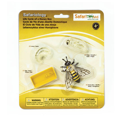 Safari LTD® | Levensloop | Honing Bij