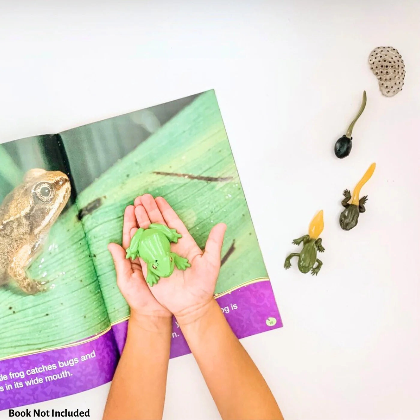 Safari LTD® | Levensloop | Kikker