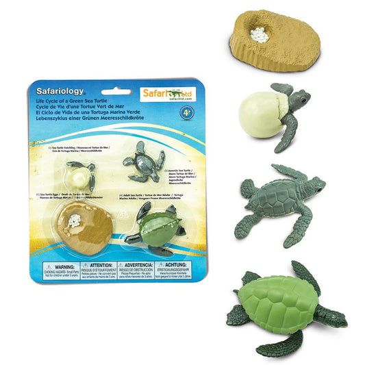 Safari LTD® | Levensloop | Groene Zeeschildpad
