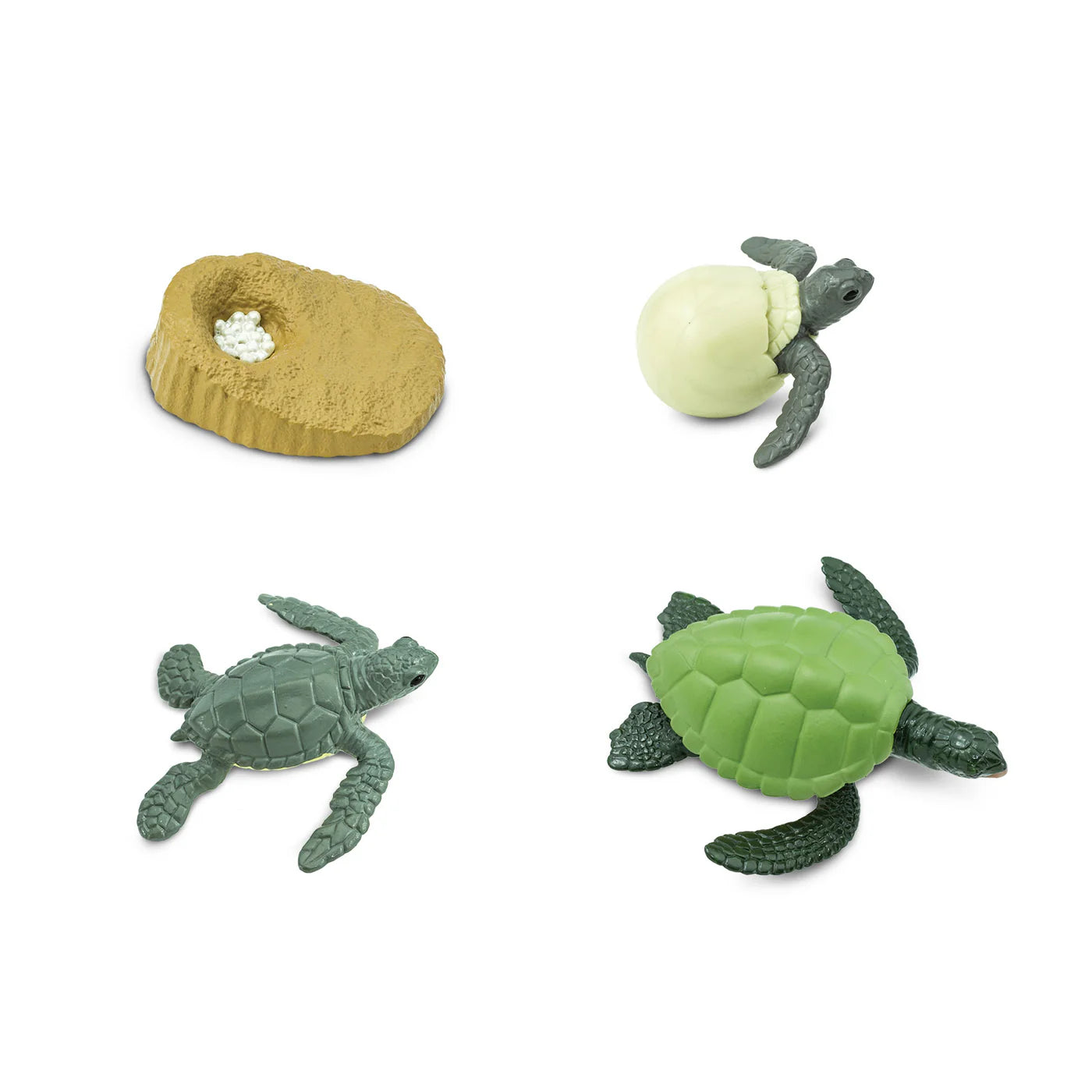 Safari LTD® | Levensloop | Groene Zeeschildpad