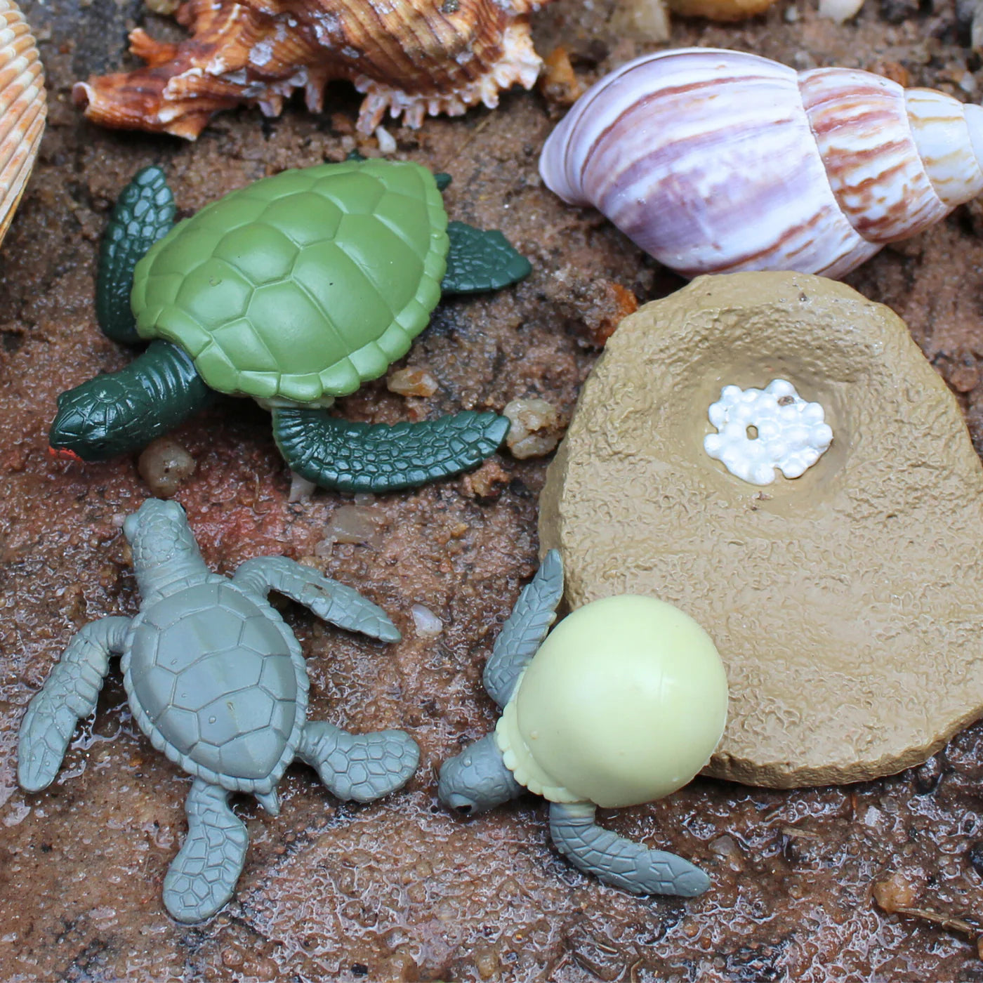 Safari LTD® | Levensloop | Groene Zeeschildpad
