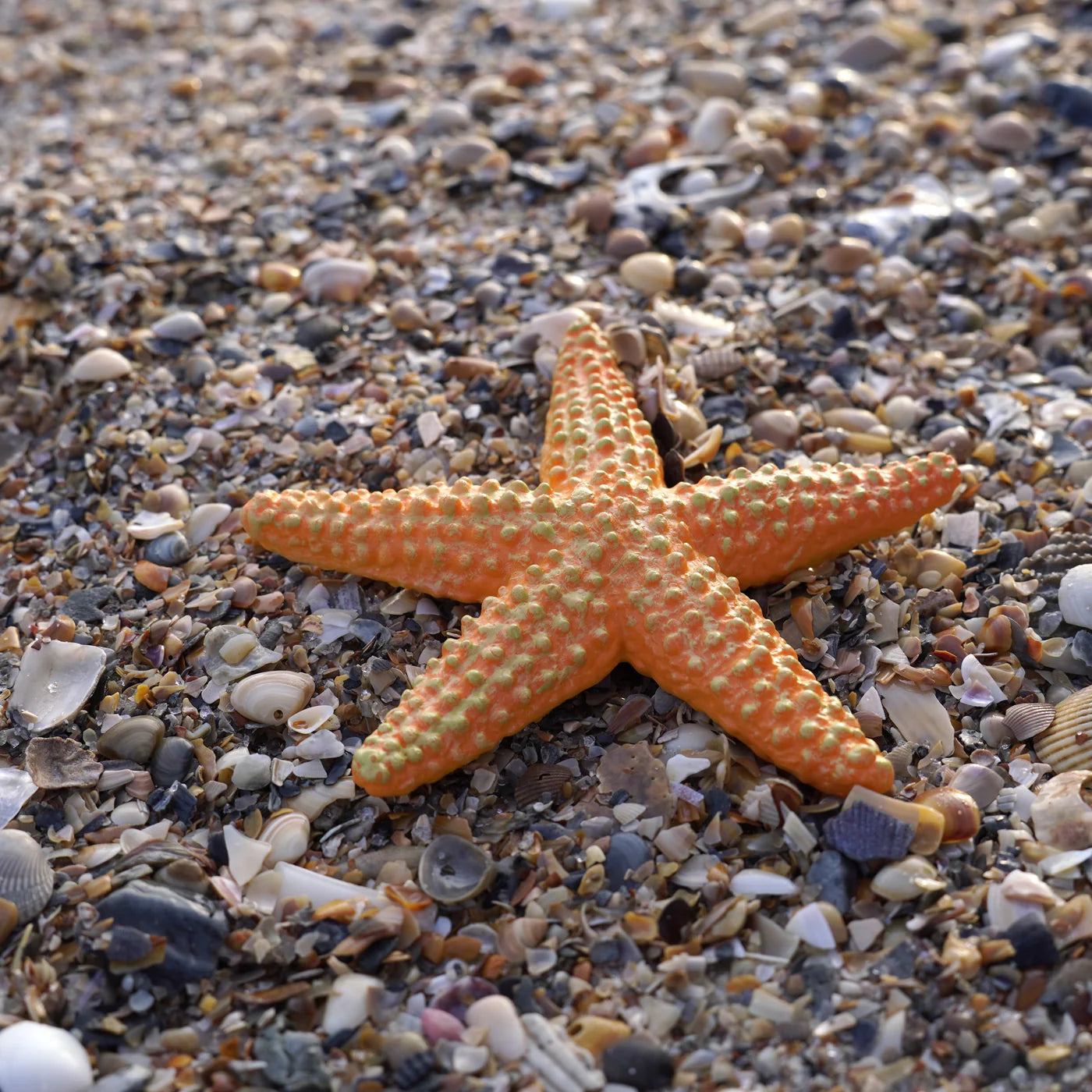 Safari LTD® | Zeedieren | Zeester