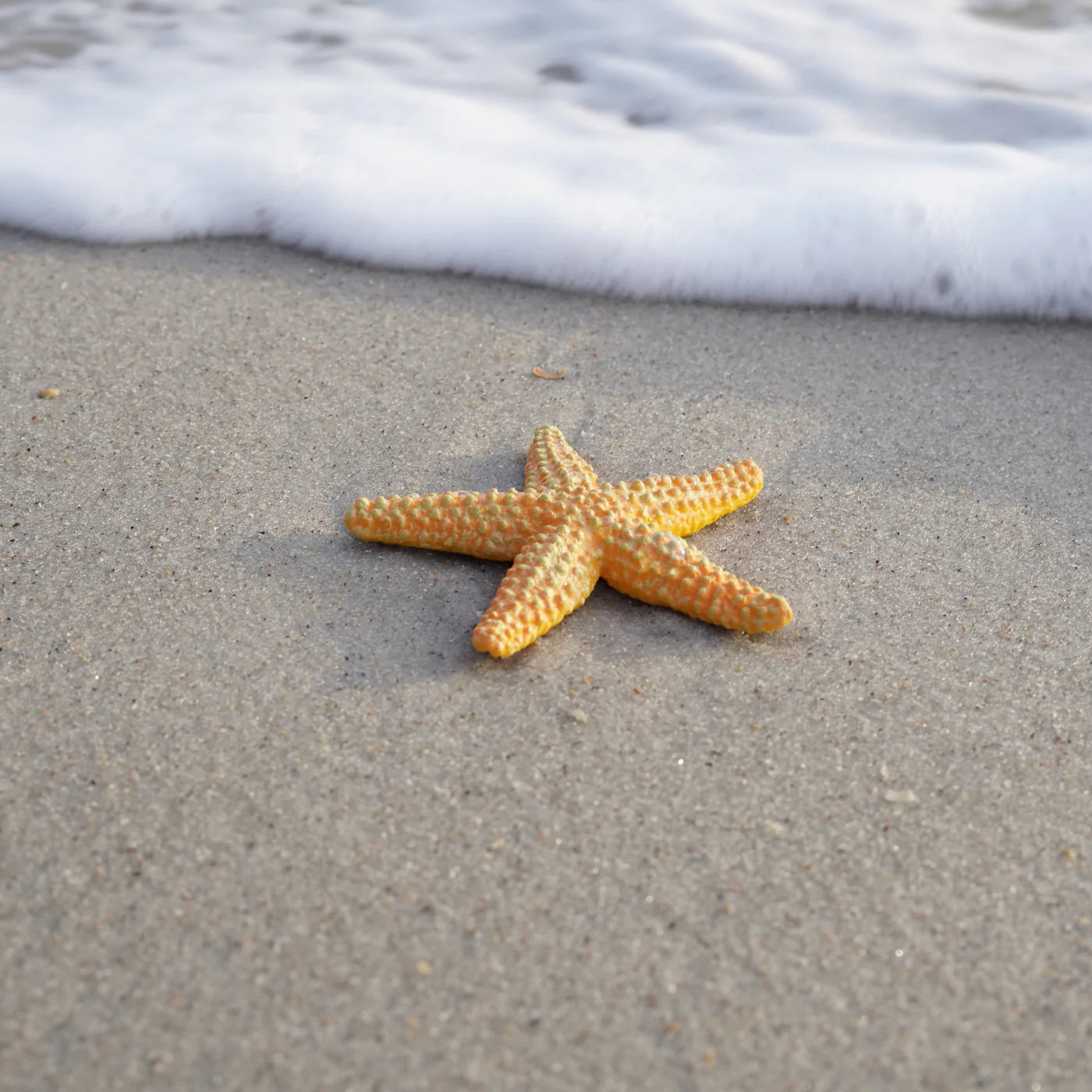 Safari LTD® | Zeedieren | Zeester